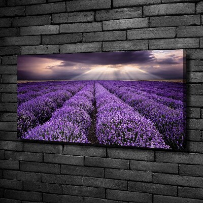 Foto quadro su tela Campo di lavanda