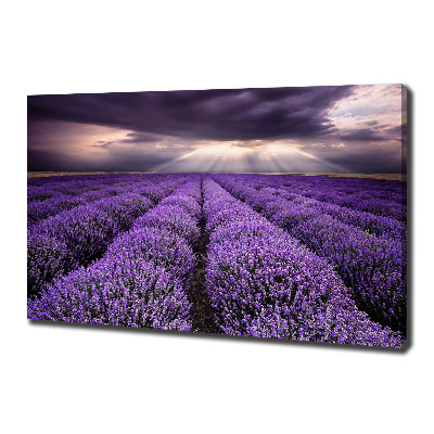 Foto quadro su tela Campo di lavanda