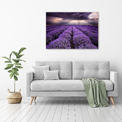 Foto quadro su tela Campo di lavanda