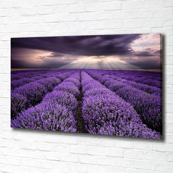 Foto quadro su tela Campo di lavanda