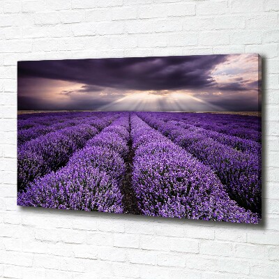 Foto quadro su tela Campo di lavanda