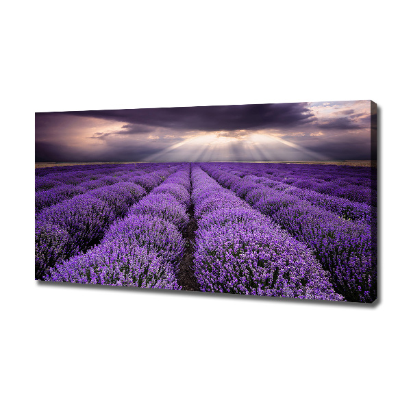 Foto quadro su tela Campo di lavanda