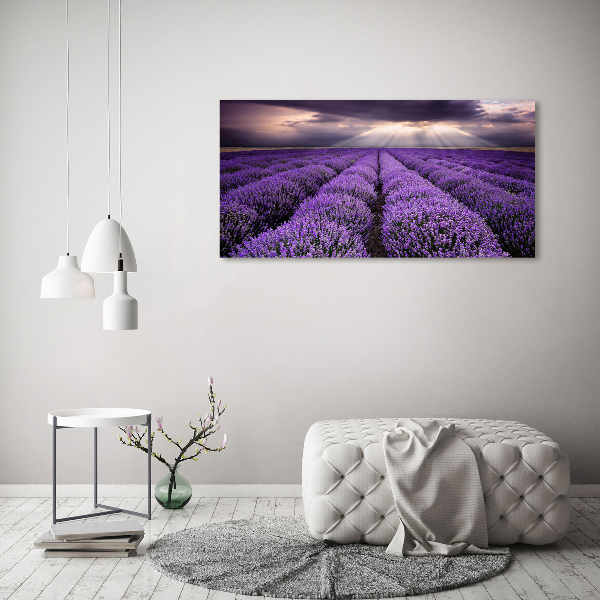 Foto quadro su tela Campo di lavanda