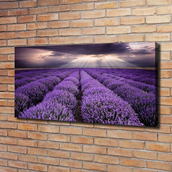 Foto quadro su tela Campo di lavanda