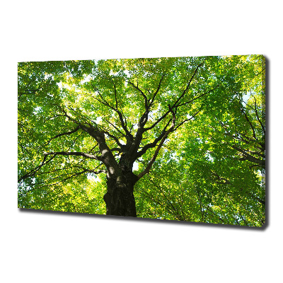 Quadro stampa su tela Foresta verde