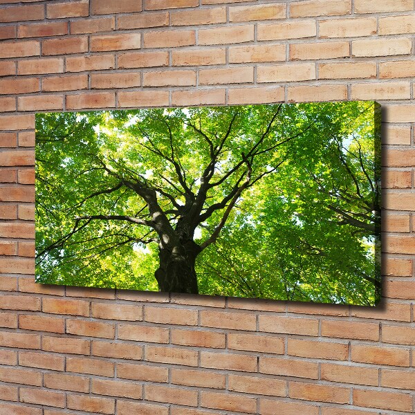 Quadro stampa su tela Foresta verde