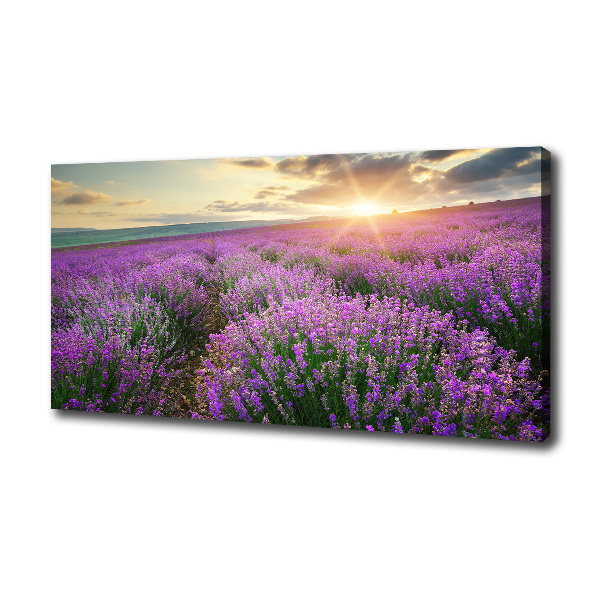Quadro su tela Campo di lavanda