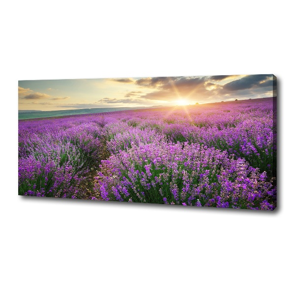 Quadro su tela Campo di lavanda
