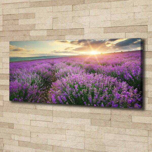 Quadro su tela Campo di lavanda