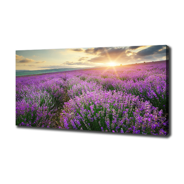 Quadro su tela Campo di lavanda