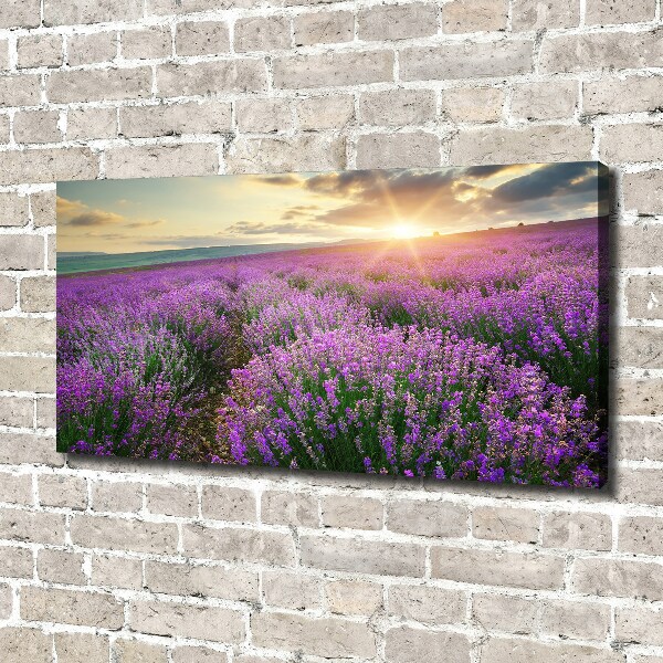 Quadro su tela Campo di lavanda