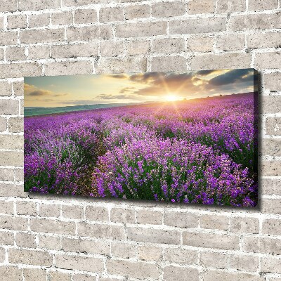 Quadro su tela Campo di lavanda