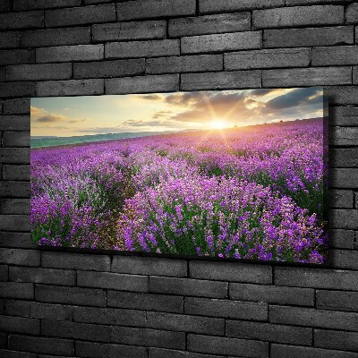 Quadro su tela Campo di lavanda