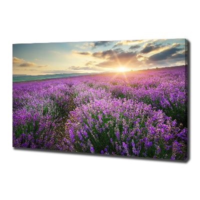 Quadro su tela Campo di lavanda