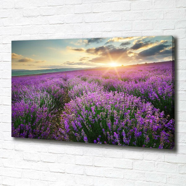 Quadro su tela Campo di lavanda
