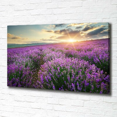 Quadro su tela Campo di lavanda