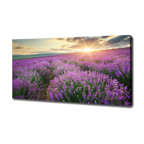 Quadro su tela Campo di lavanda