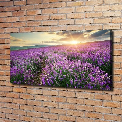 Quadro su tela Campo di lavanda