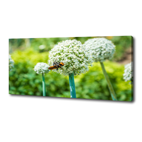 Foto quadro su tela Uva in fiore