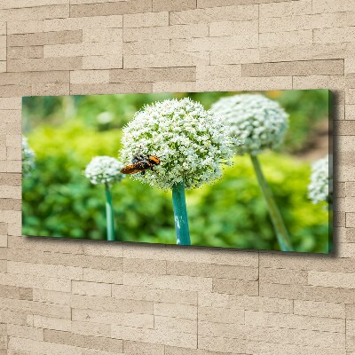 Foto quadro su tela Uva in fiore
