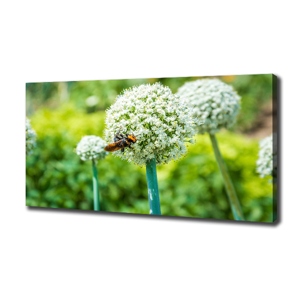 Foto quadro su tela Uva in fiore