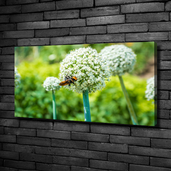 Foto quadro su tela Uva in fiore