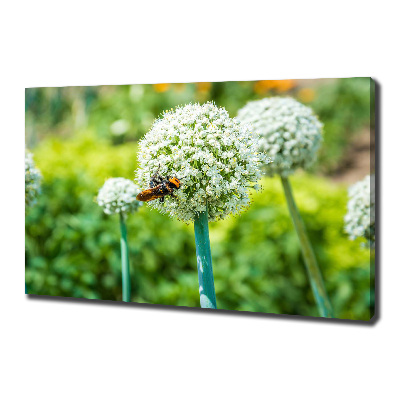 Foto quadro su tela Uva in fiore