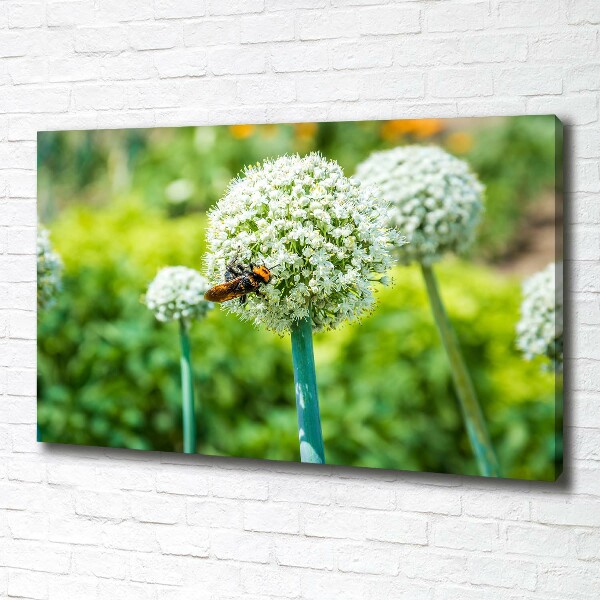 Foto quadro su tela Uva in fiore