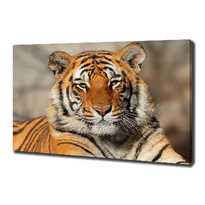 Quadro stampa su tela Tigre del Bengala
