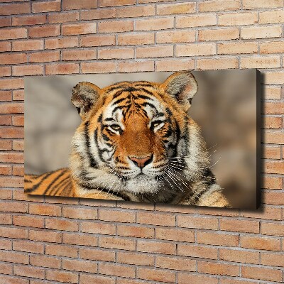 Quadro stampa su tela Tigre del Bengala