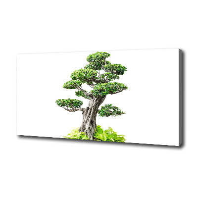 Foto quadro su tela Albero bonsai