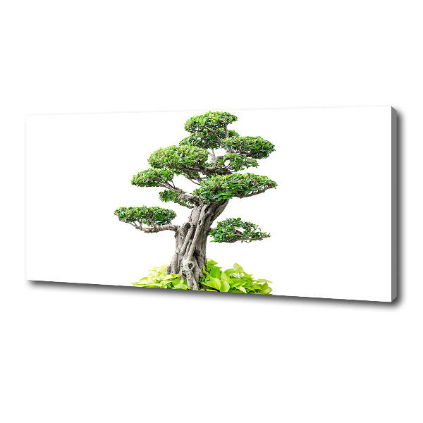 Foto quadro su tela Albero bonsai