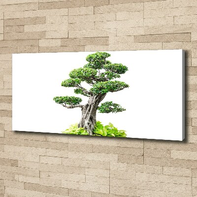 Foto quadro su tela Albero bonsai