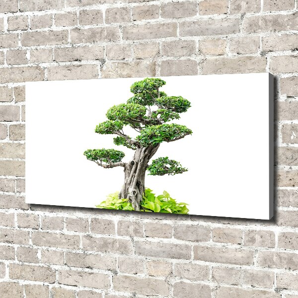 Foto quadro su tela Albero bonsai