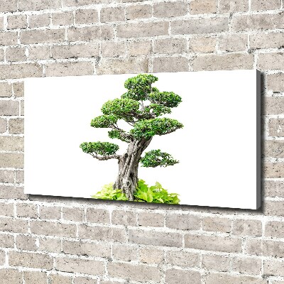 Foto quadro su tela Albero bonsai