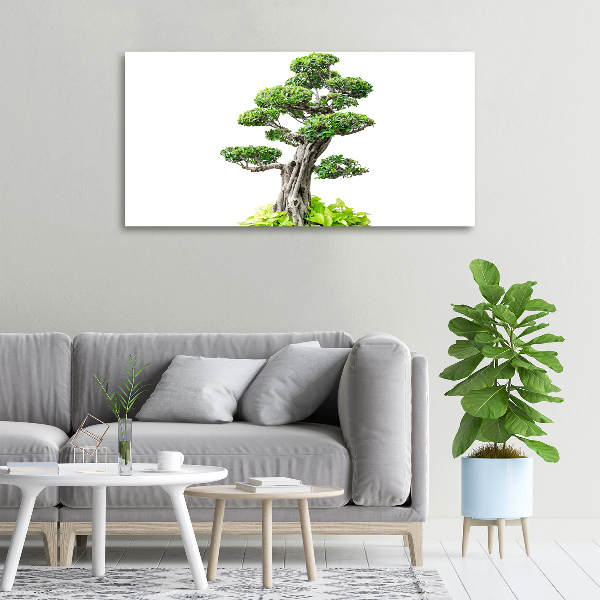 Foto quadro su tela Albero bonsai