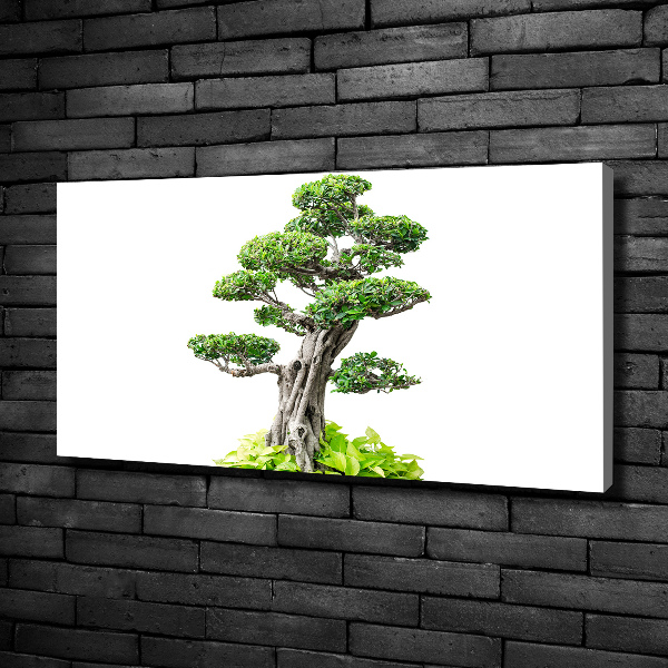 Foto quadro su tela Albero bonsai