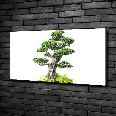 Foto quadro su tela Albero bonsai