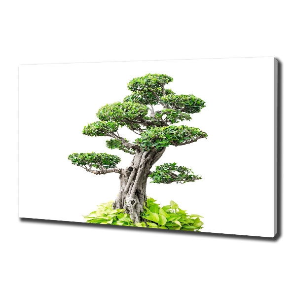 Foto quadro su tela Albero bonsai