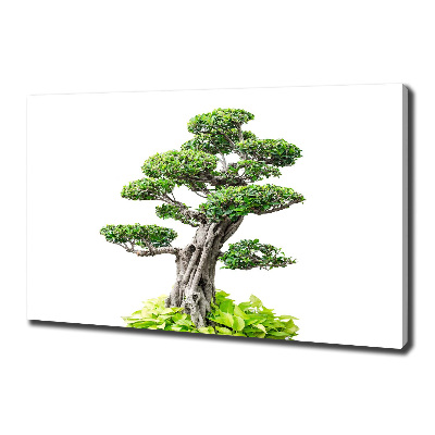 Foto quadro su tela Albero bonsai