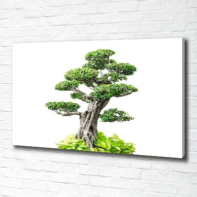Foto quadro su tela Albero bonsai