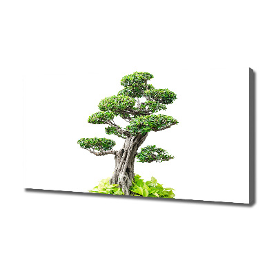 Foto quadro su tela Albero bonsai