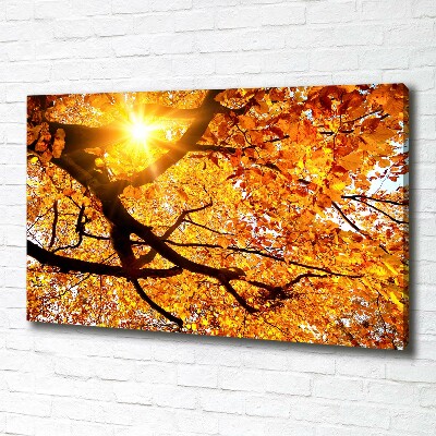 Quadro stampa su tela Chioma autunnale dell'albero