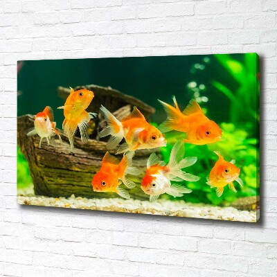 Foto quadro su tela Pesce rosso