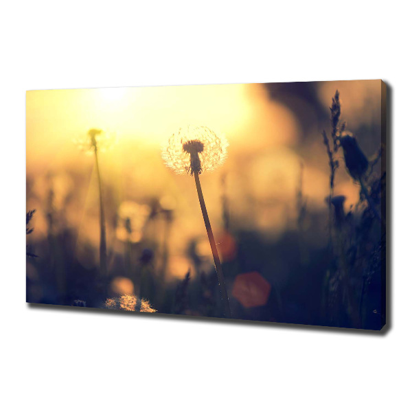 Quadro stampa su tela Dente di leone