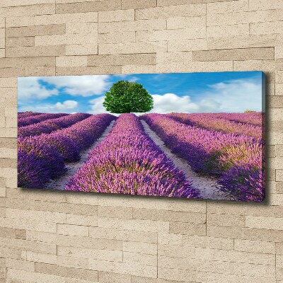 Quadro stampa su tela Campo di lavanda