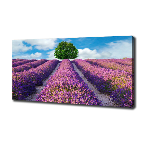 Quadro stampa su tela Campo di lavanda