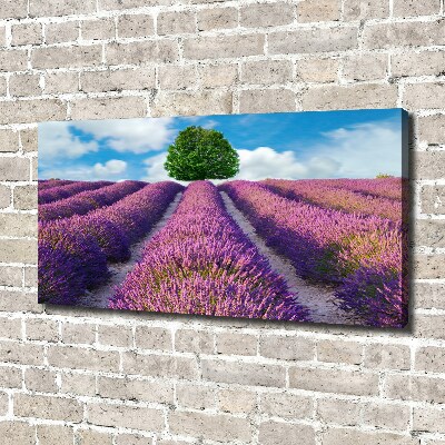 Quadro stampa su tela Campo di lavanda