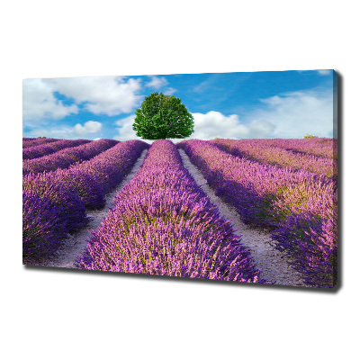 Quadro stampa su tela Campo di lavanda