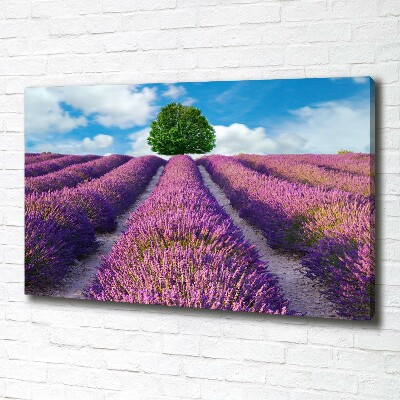 Quadro stampa su tela Campo di lavanda